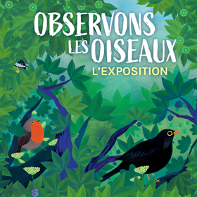 Observons les oiseaux